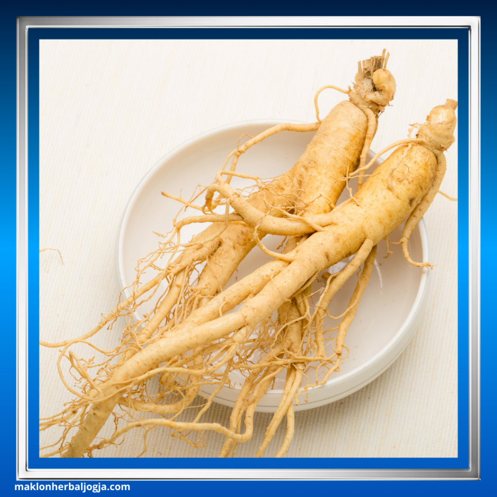 Tanaman Obat Mengatasi Darah Rendah