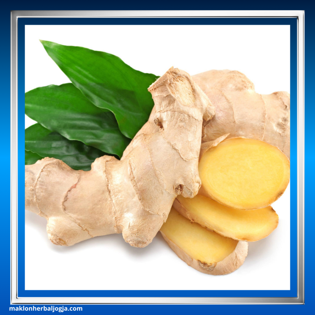 Tanaman Obat Mengatasi Darah Rendah