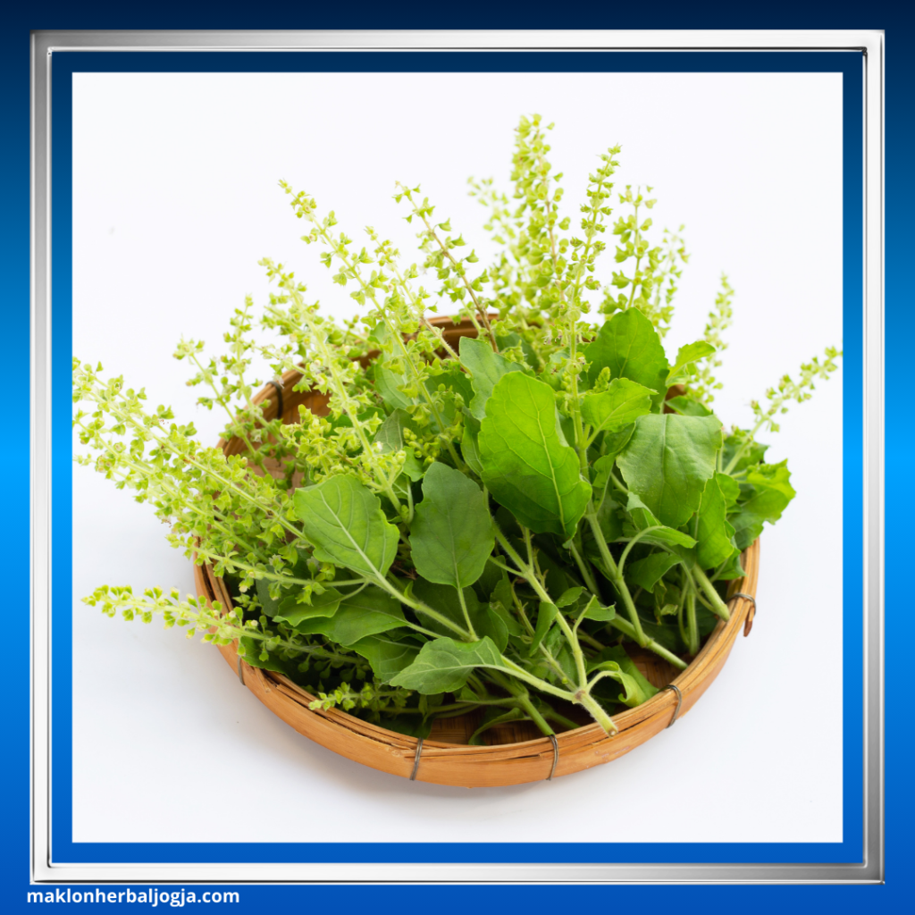 Tanaman Obat Mengatasi Darah Rendah