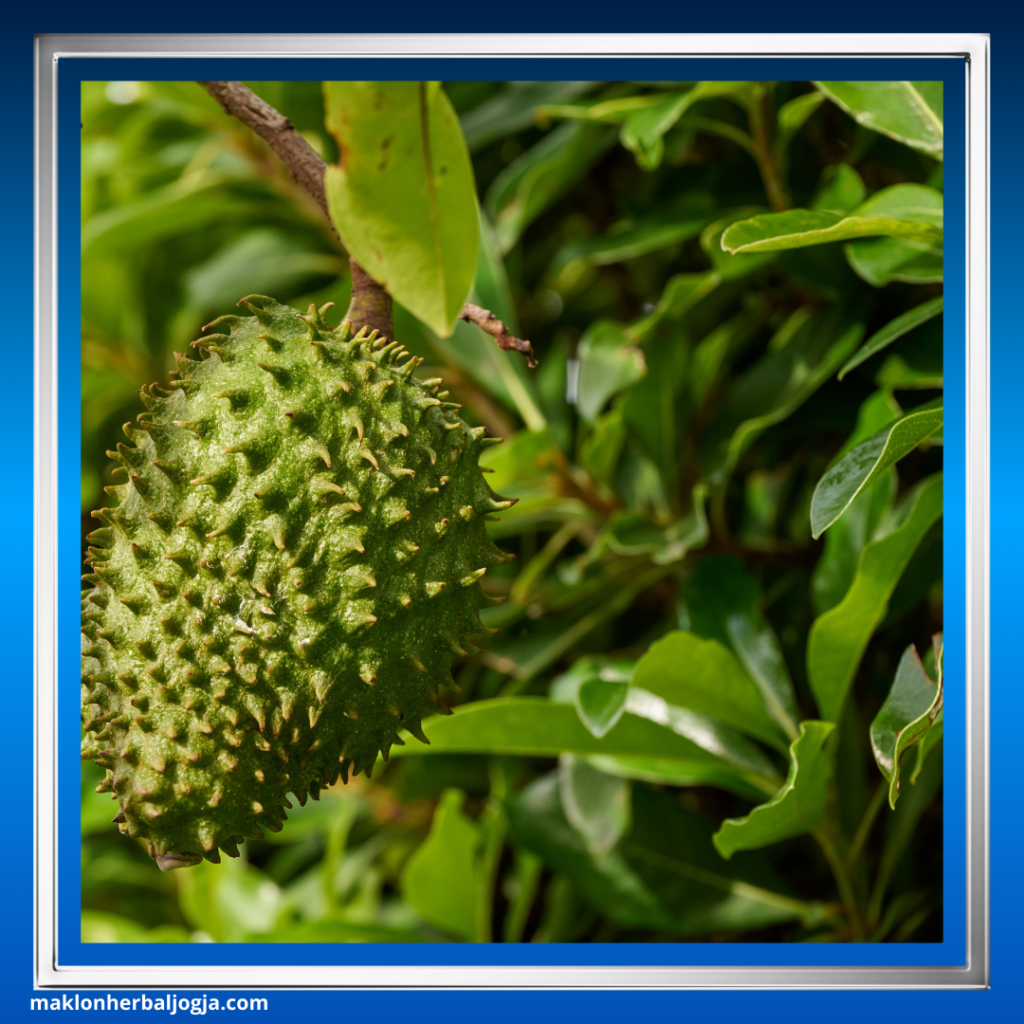 Cara Mengobati Gondok dengan Herbal