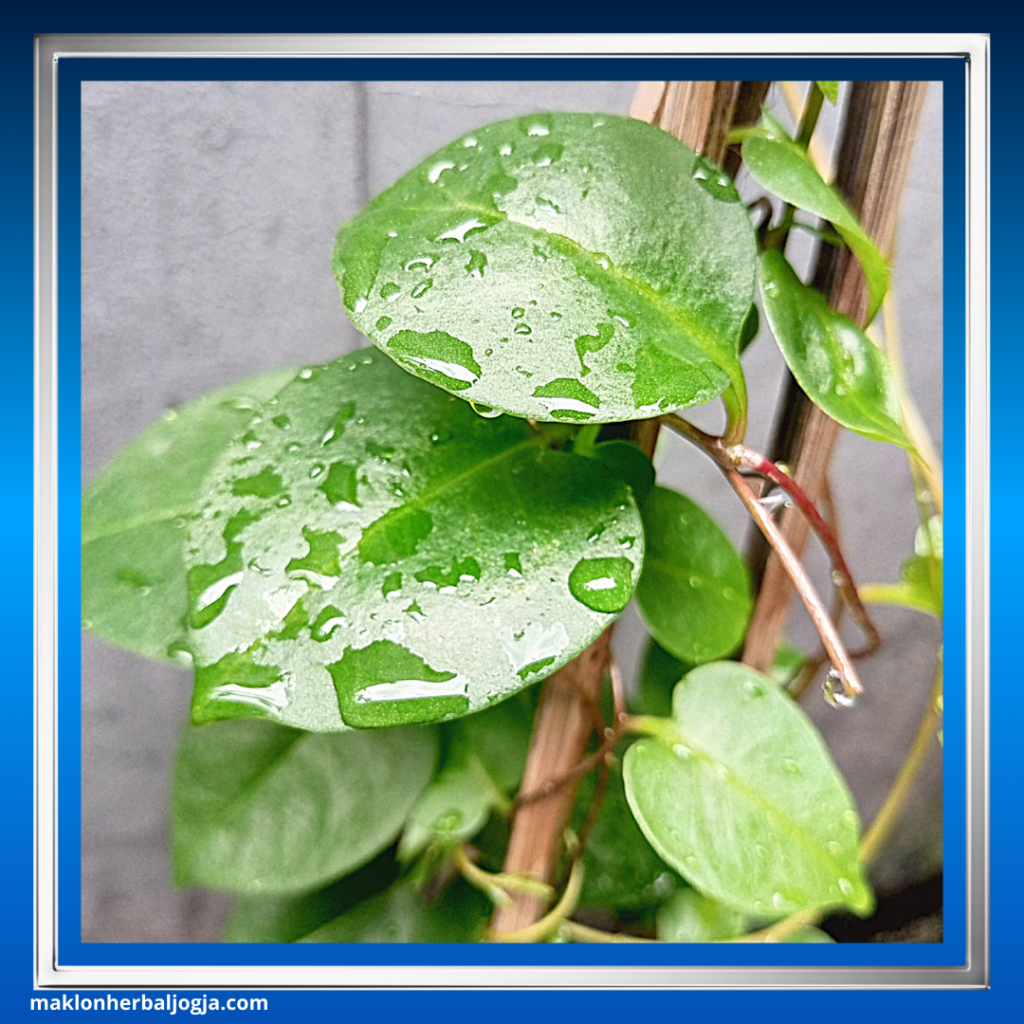 Cara Mengobati Gondok dengan Herbal