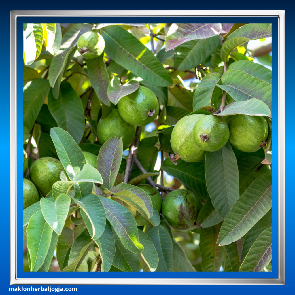 Herbal Menghentikan Diare Anak