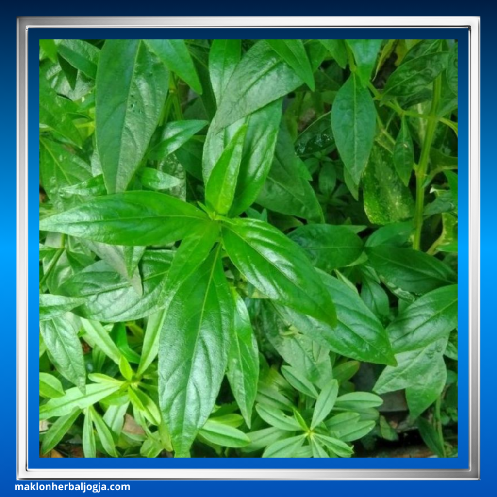 Herbal Mencegah Gangguan Empedu