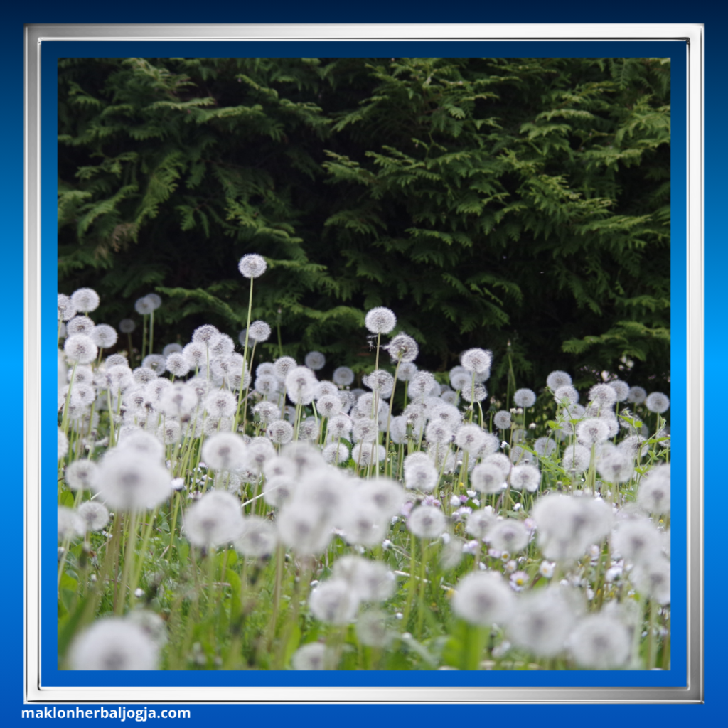 Herbal Mencegah Gangguan Empedu