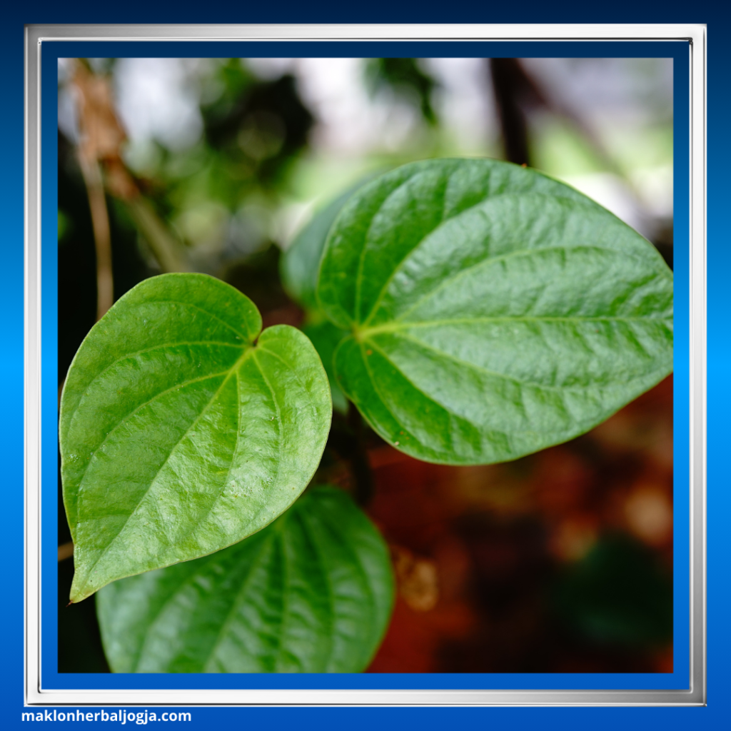 Herbal untuk Meredakan Demam