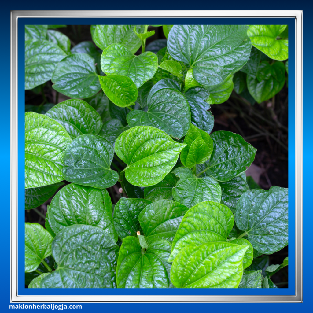 Herbal Membantu Melancarkan Haid