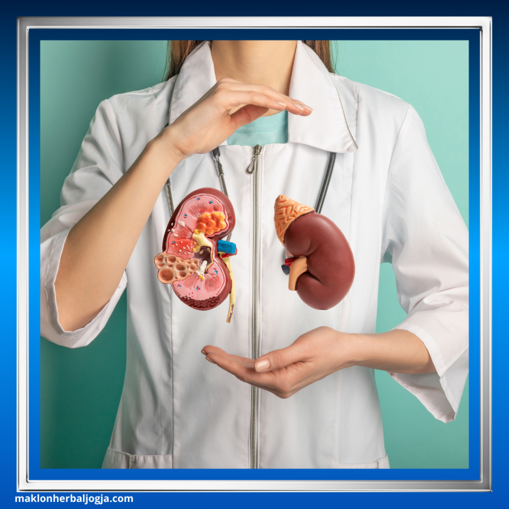 Obat Herbal Aman untuk Ginjal
