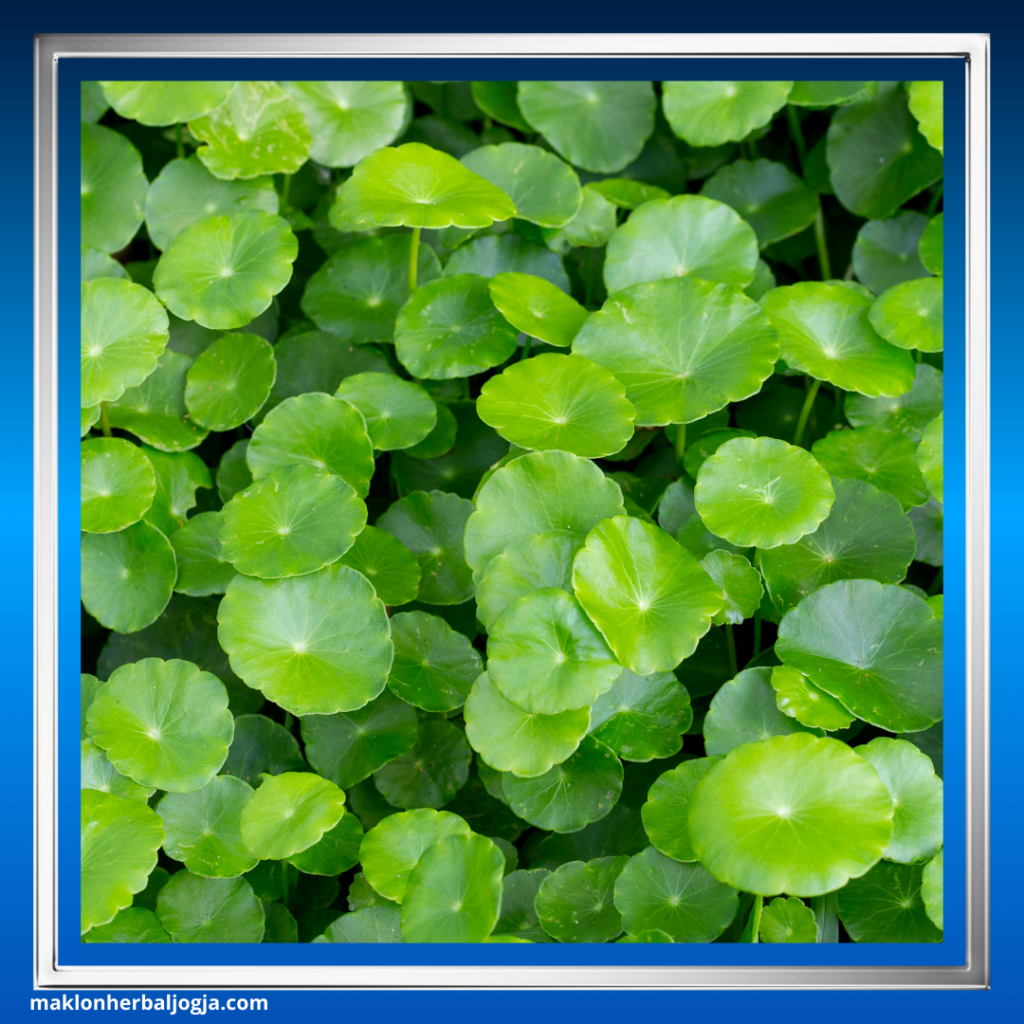 Herbal Membantu Melancarkan Haid