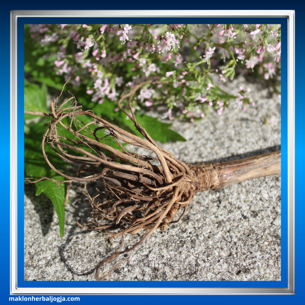 Herbal Mengatasi Insomnia