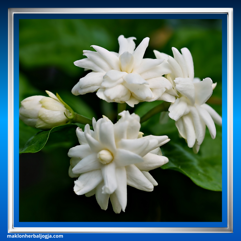 Herbal Mengatasi Insomnia