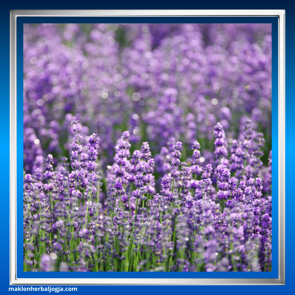 Herbal Mengatasi Insomnia