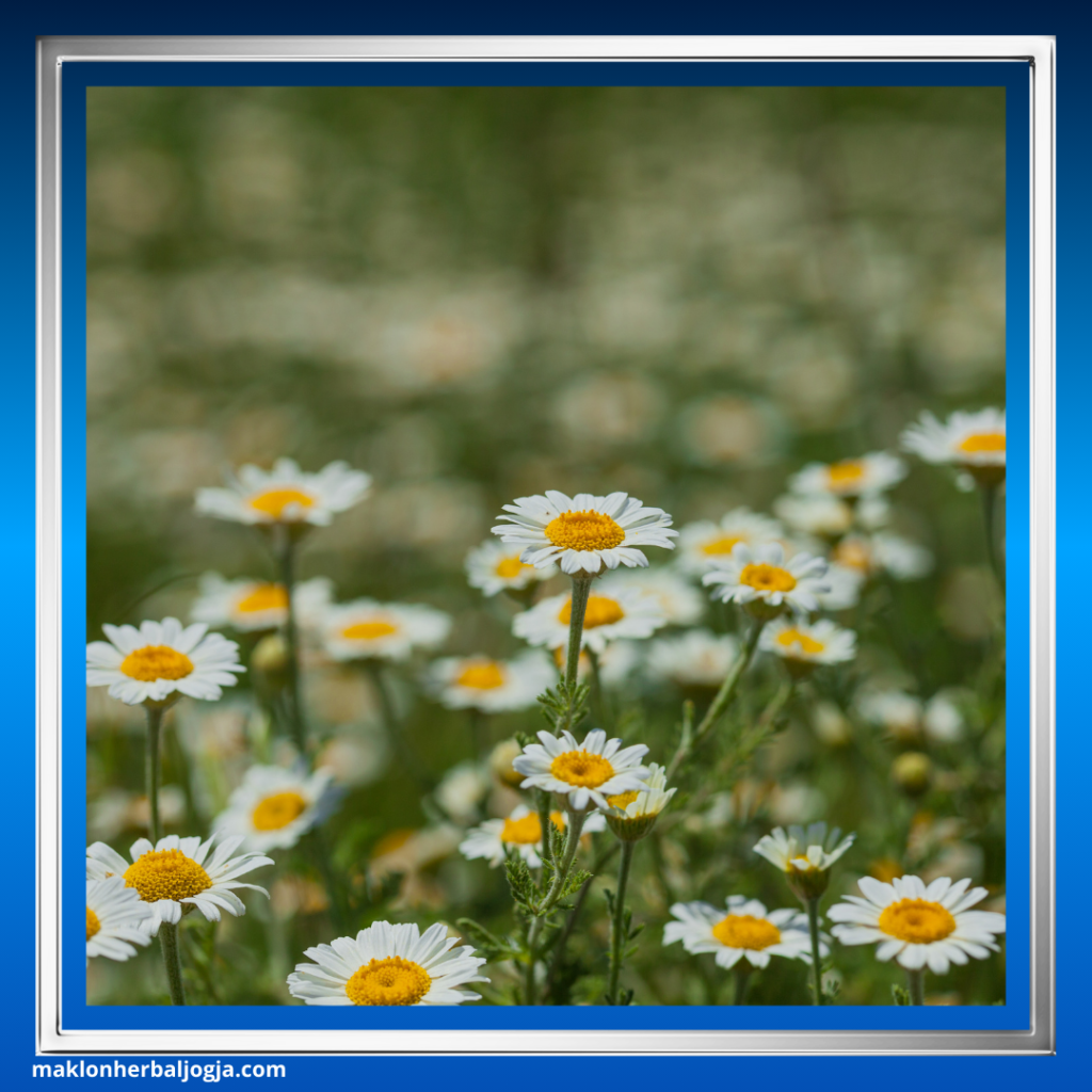 Herbal Mengatasi Insomnia