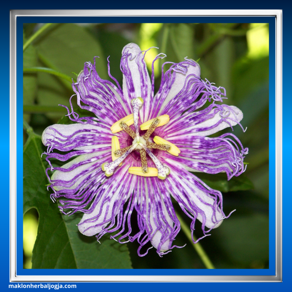 Herbal Mengatasi Insomnia