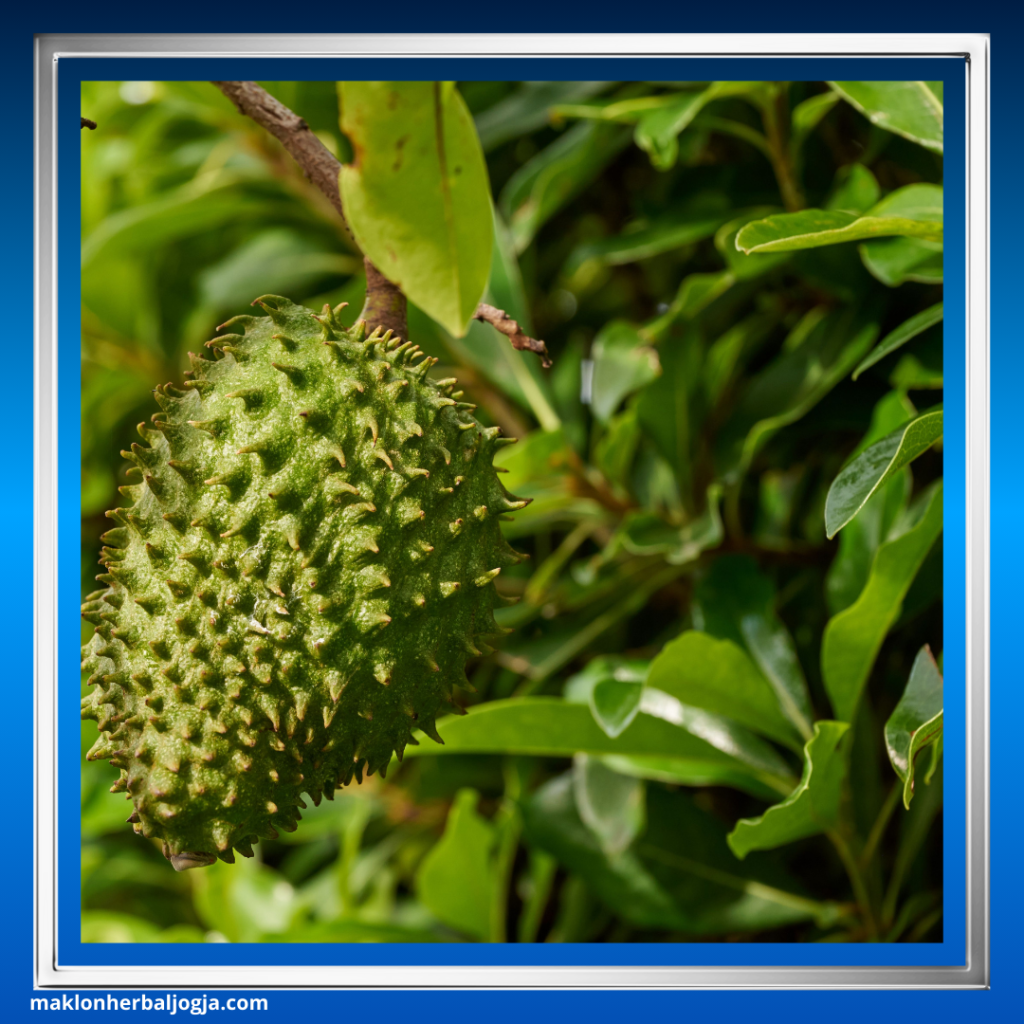 Herbal Mengatasi Jantung Bengkak