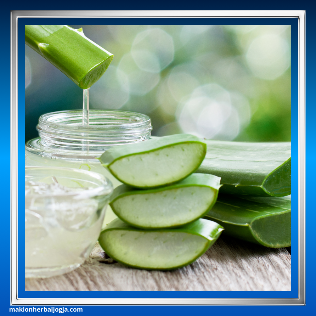 Herbal Mengatasi Infeksi Usus 