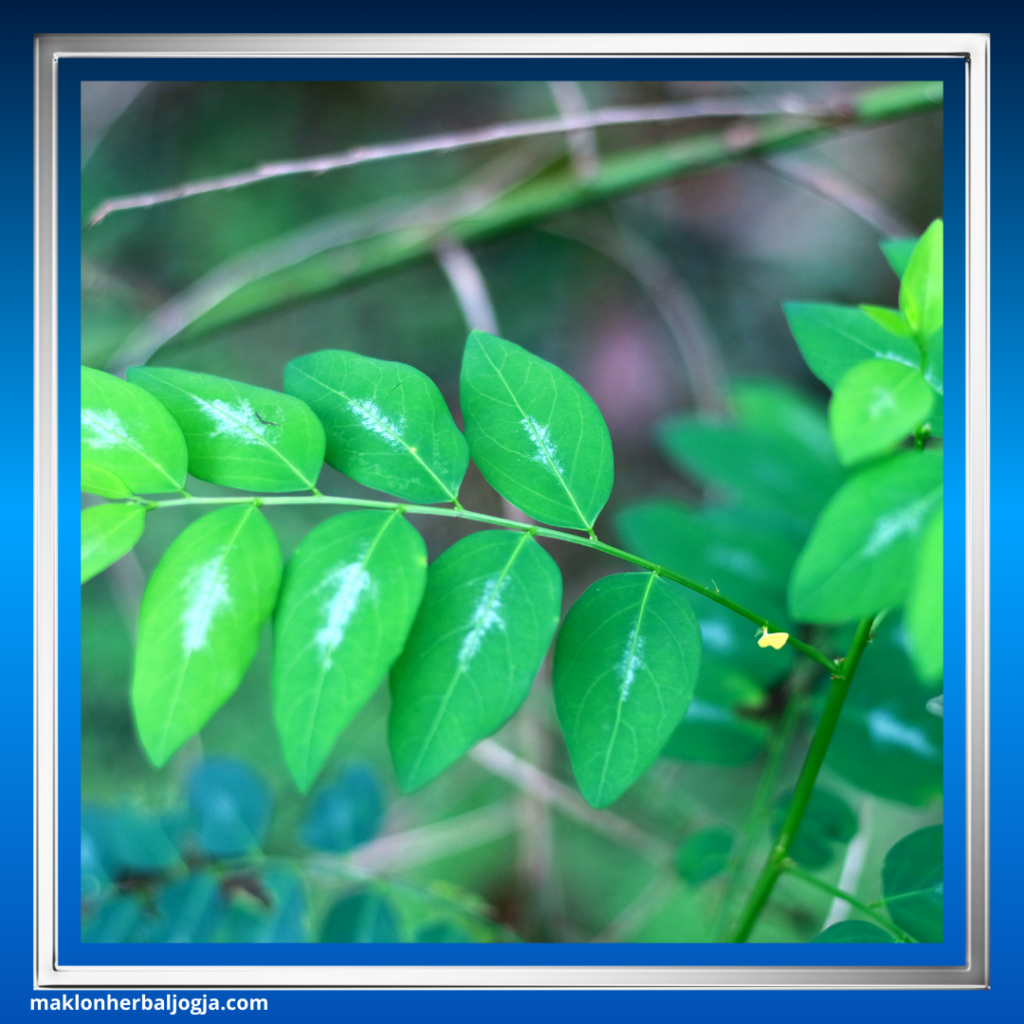 Cara Sehat Menggemukkan Badan