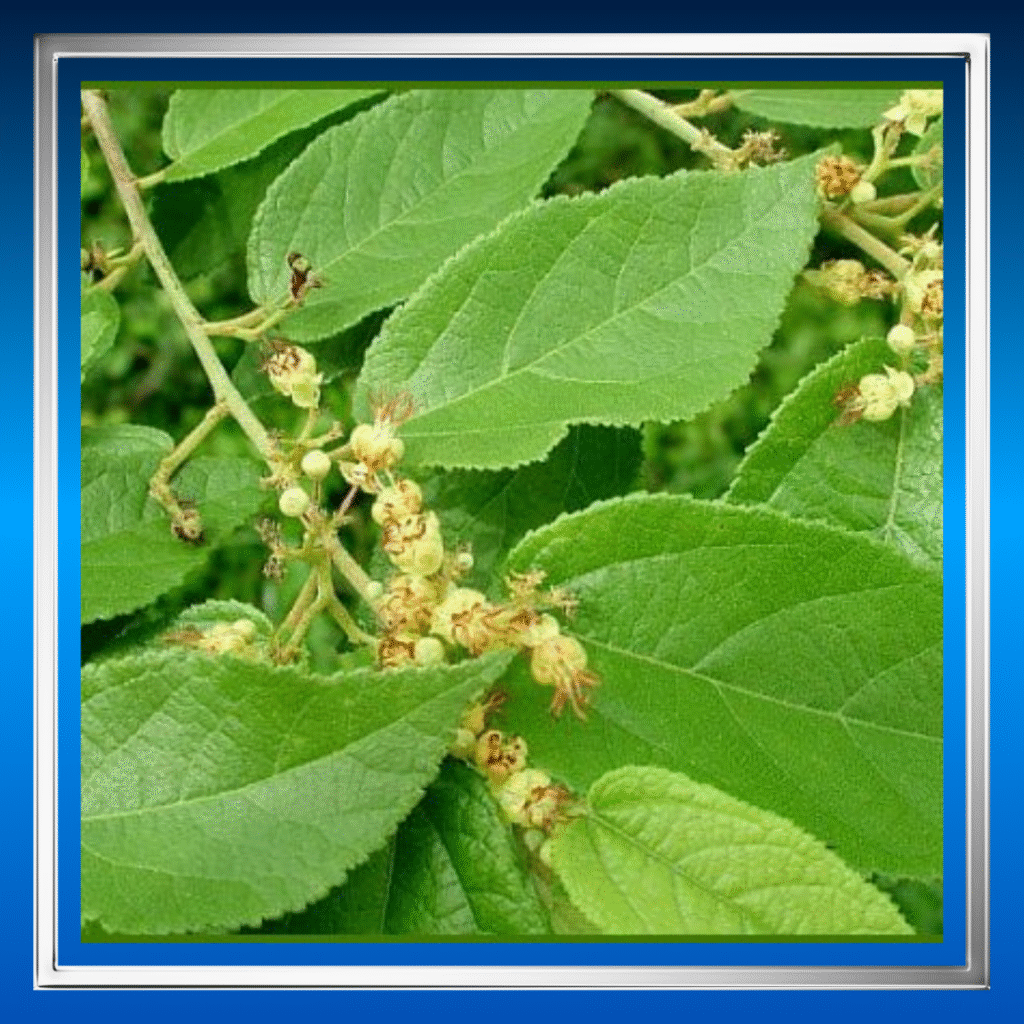 Cara Alami Menurunkan Kolesterol