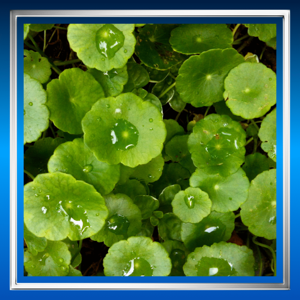 Herbal Penambah Tekanan Darah