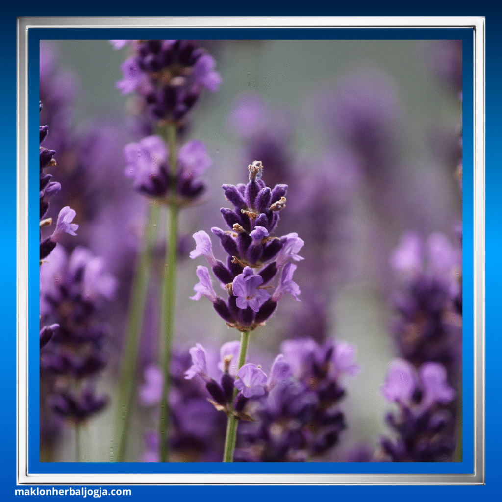 Herbal untuk Mengobati Insomnia