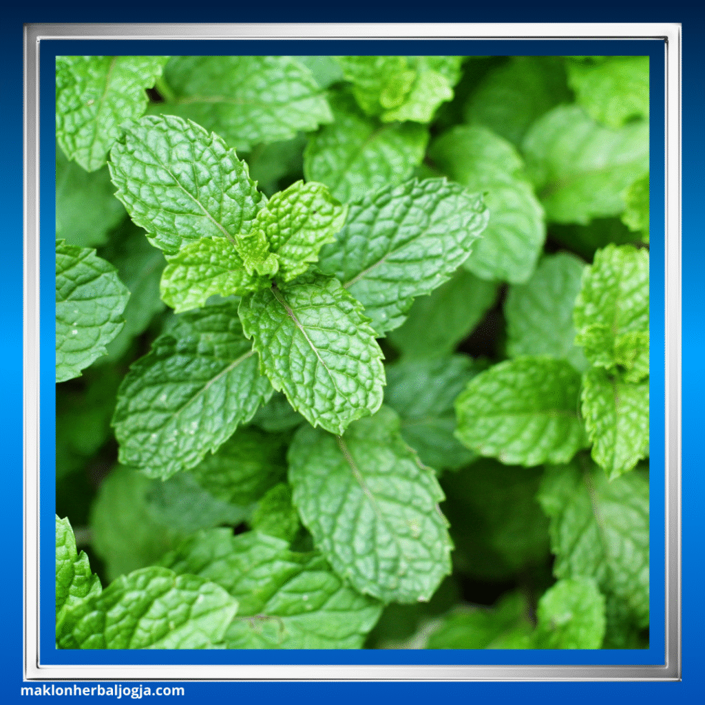 Herbal untuk Mengobati Insomnia