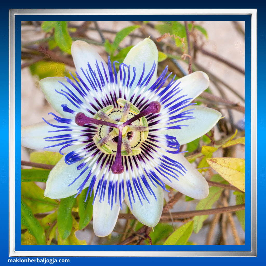 Herbal untuk Mengobati Insomnia