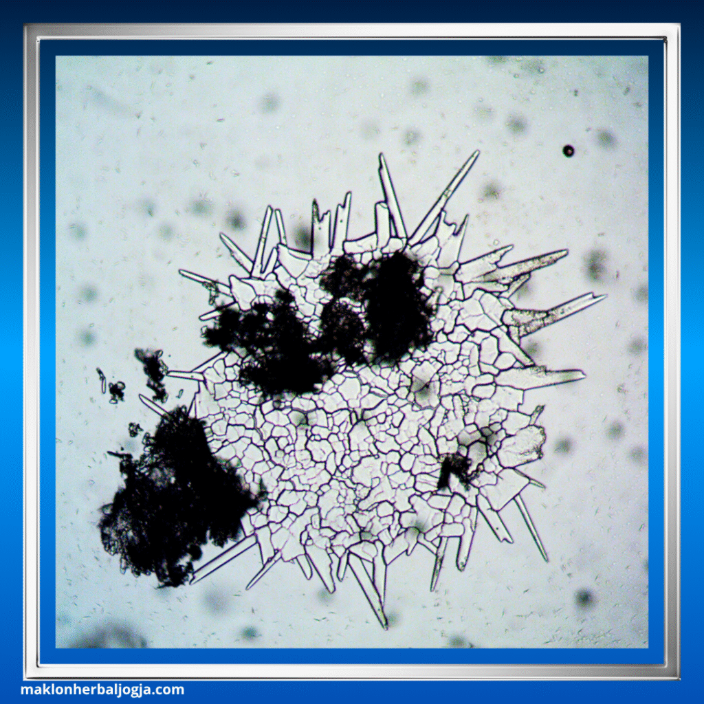 Penyakit Menular Seksual