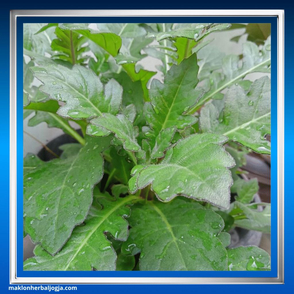 Herbal untuk Nyeri Sendi Lutut