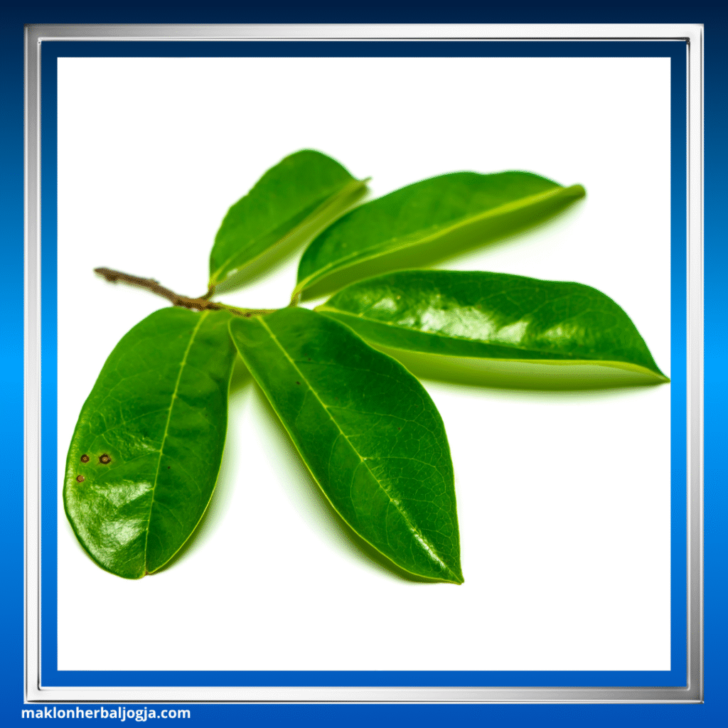 Herbal Paling Ampuh untuk Detox