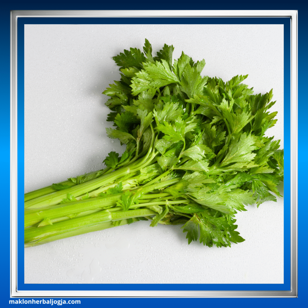 Herbal Paling Ampuh untuk Detox