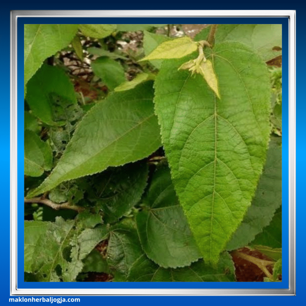 Herbal Diet Paling Ampuh