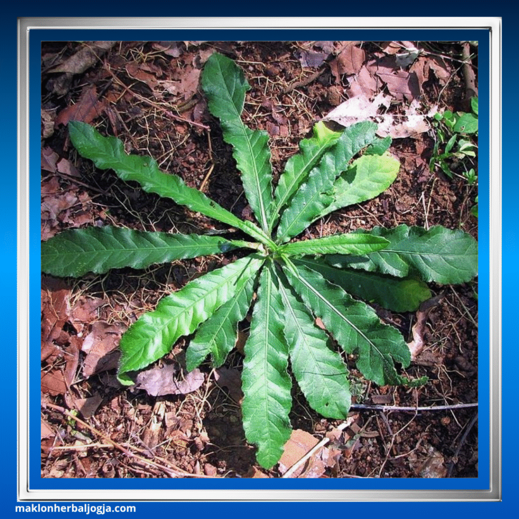 Jenis Herbal Keputihan