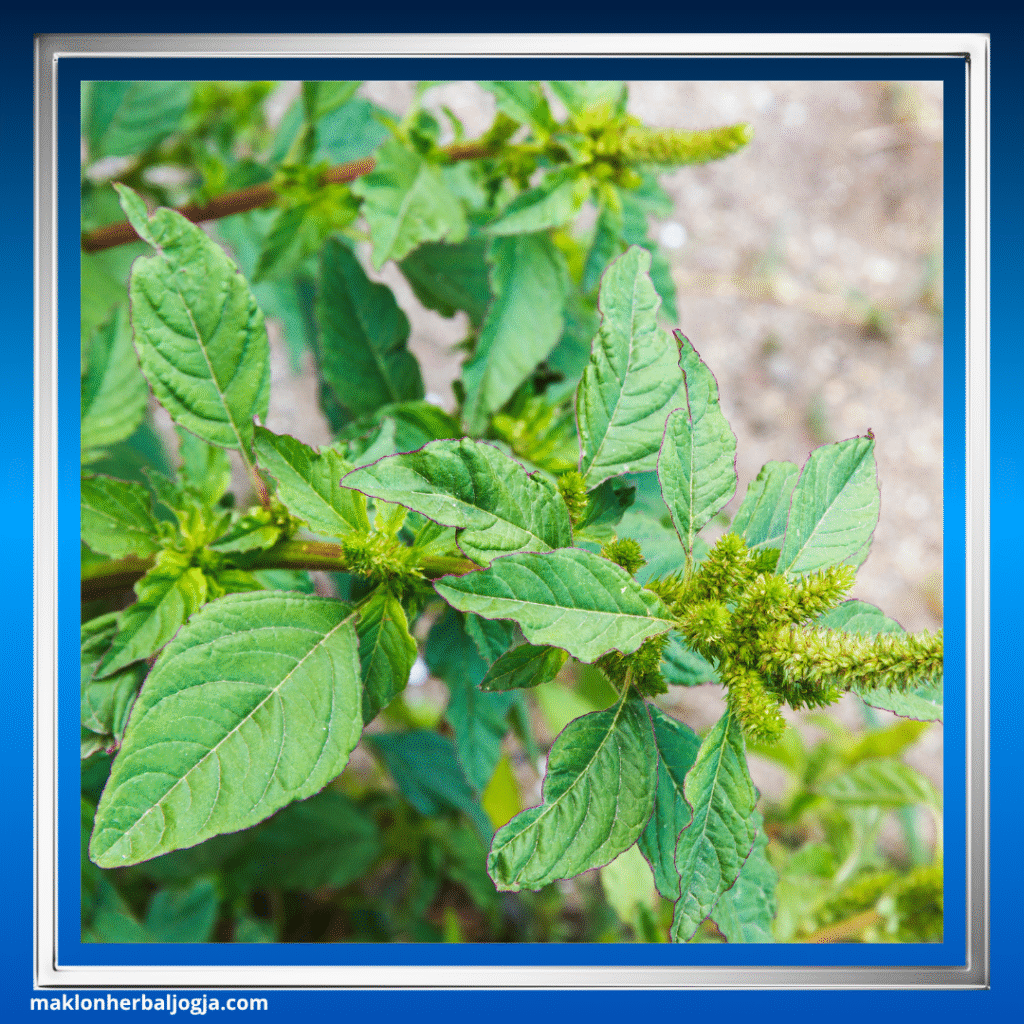 Jenis Herbal Keputihan