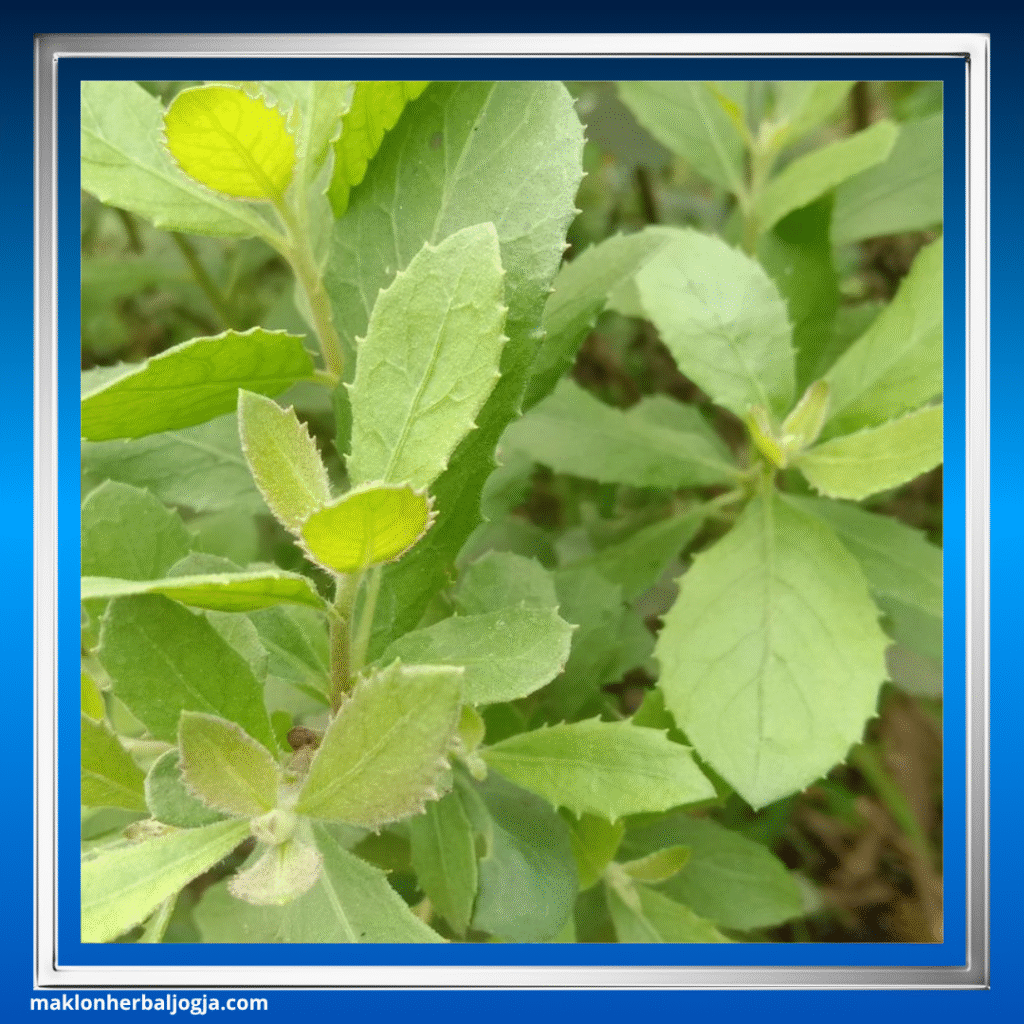 Jenis Herbal Keputihan