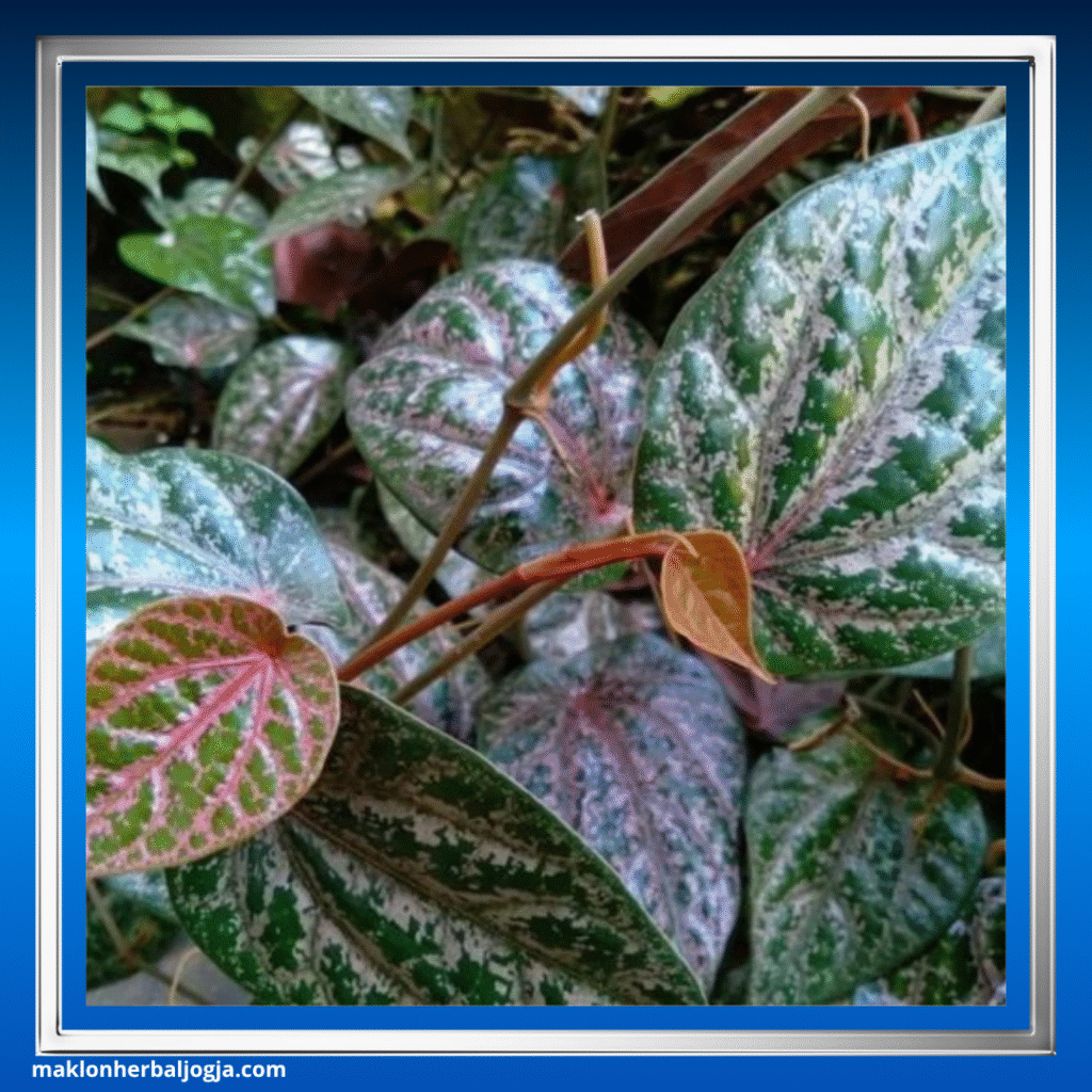 Jenis Herbal Keputihan