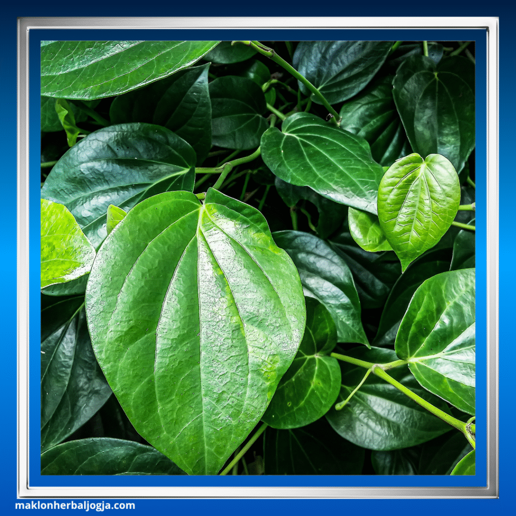 Tips Menjaga Gigi Sehat