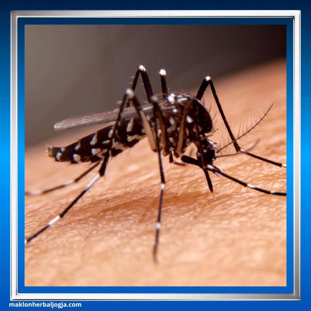 Cara Efektif Mencegah Demam Berdarah