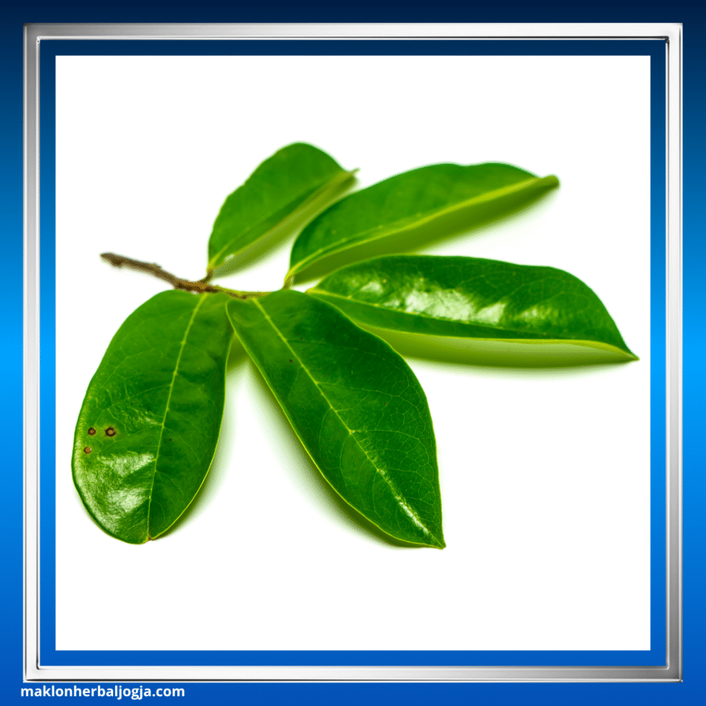 Herbal Penurun Kolesterol