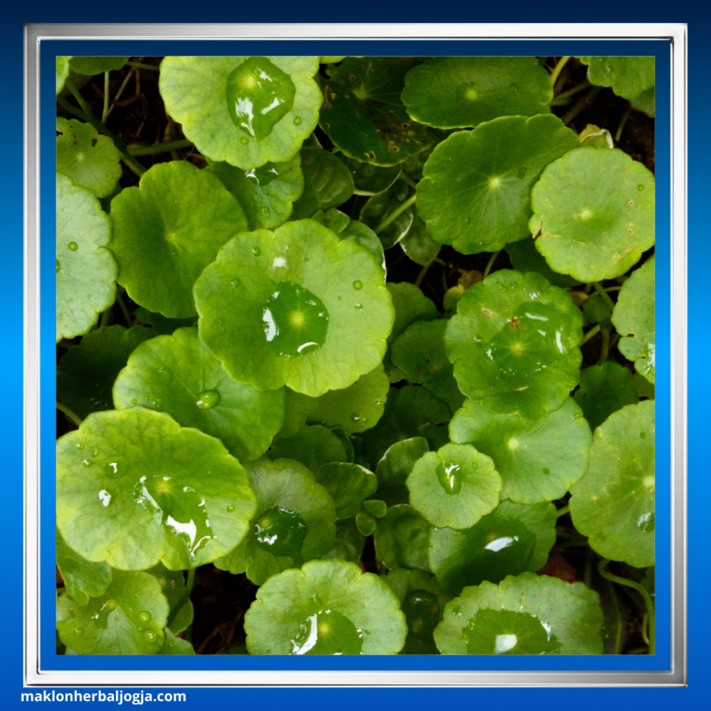 Herbal Penambah Nafsu Makan