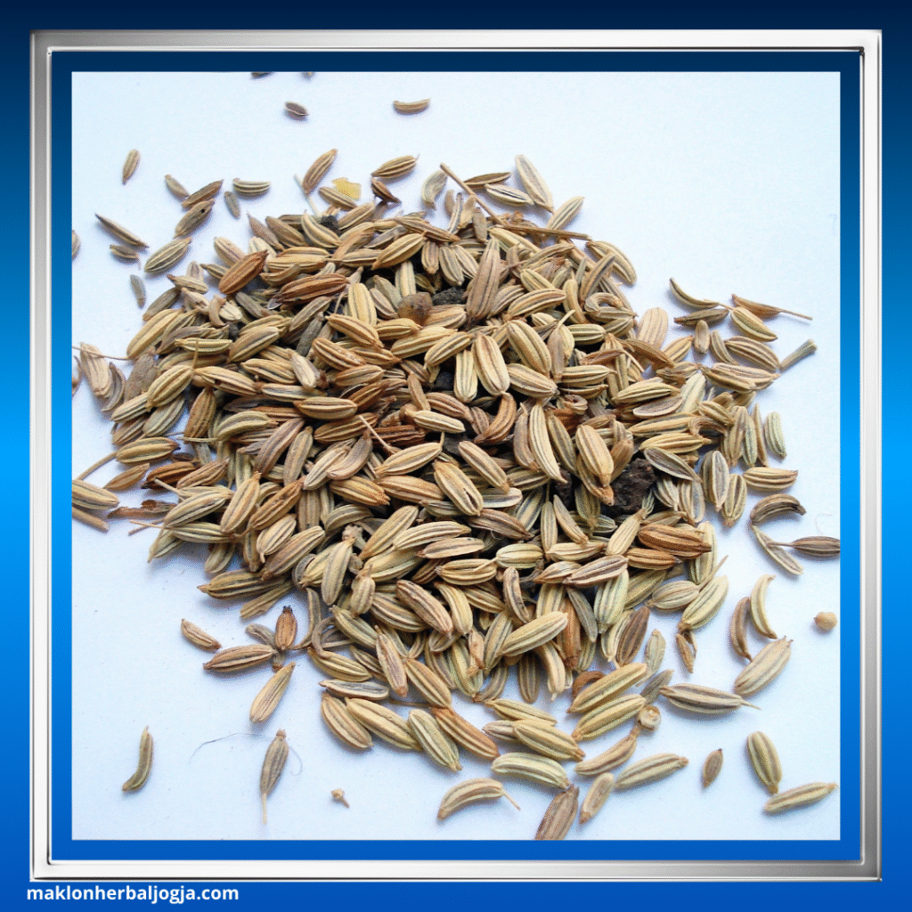 Herbal Penambah Nafsu Makan