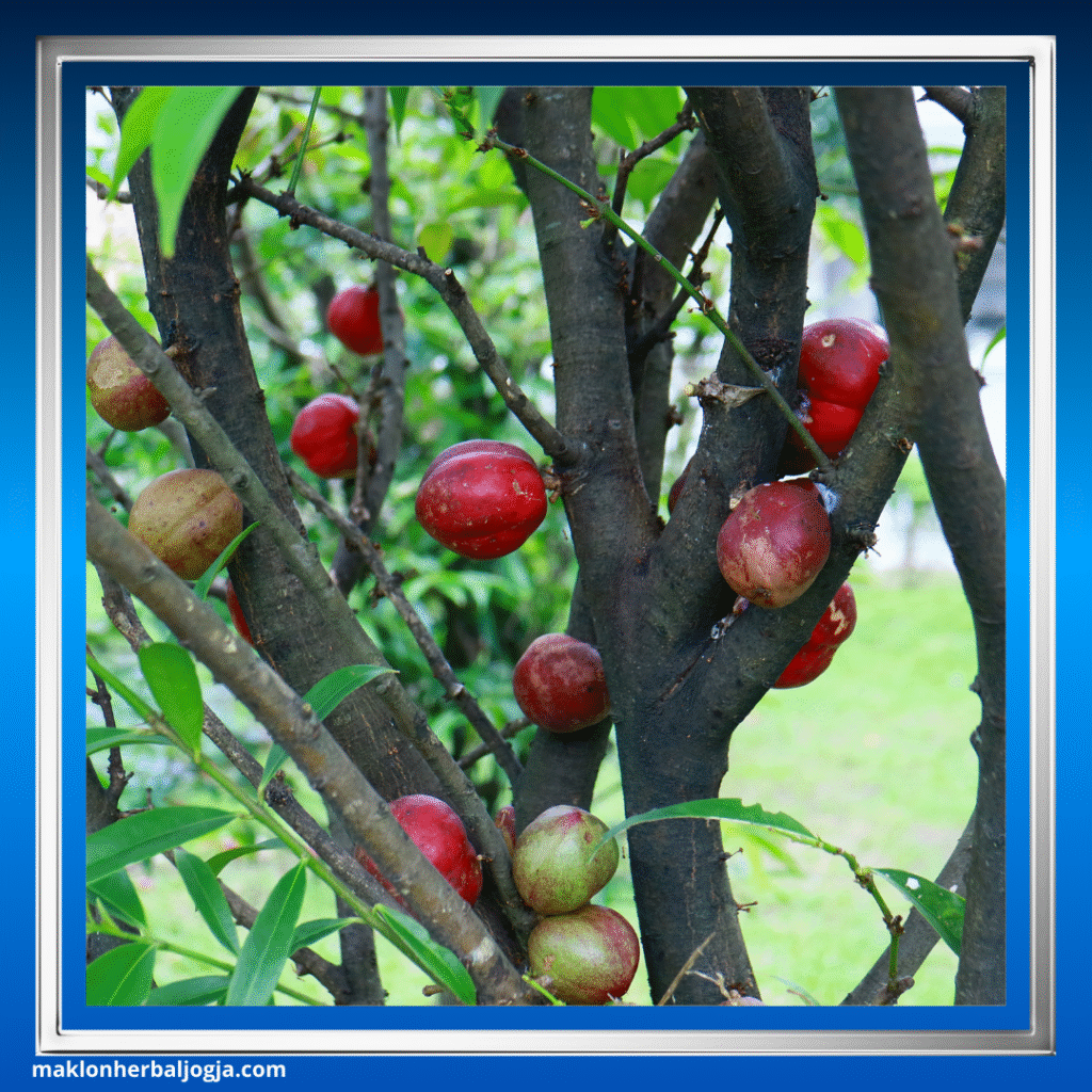 Herbal Penambah Nafsu Makan