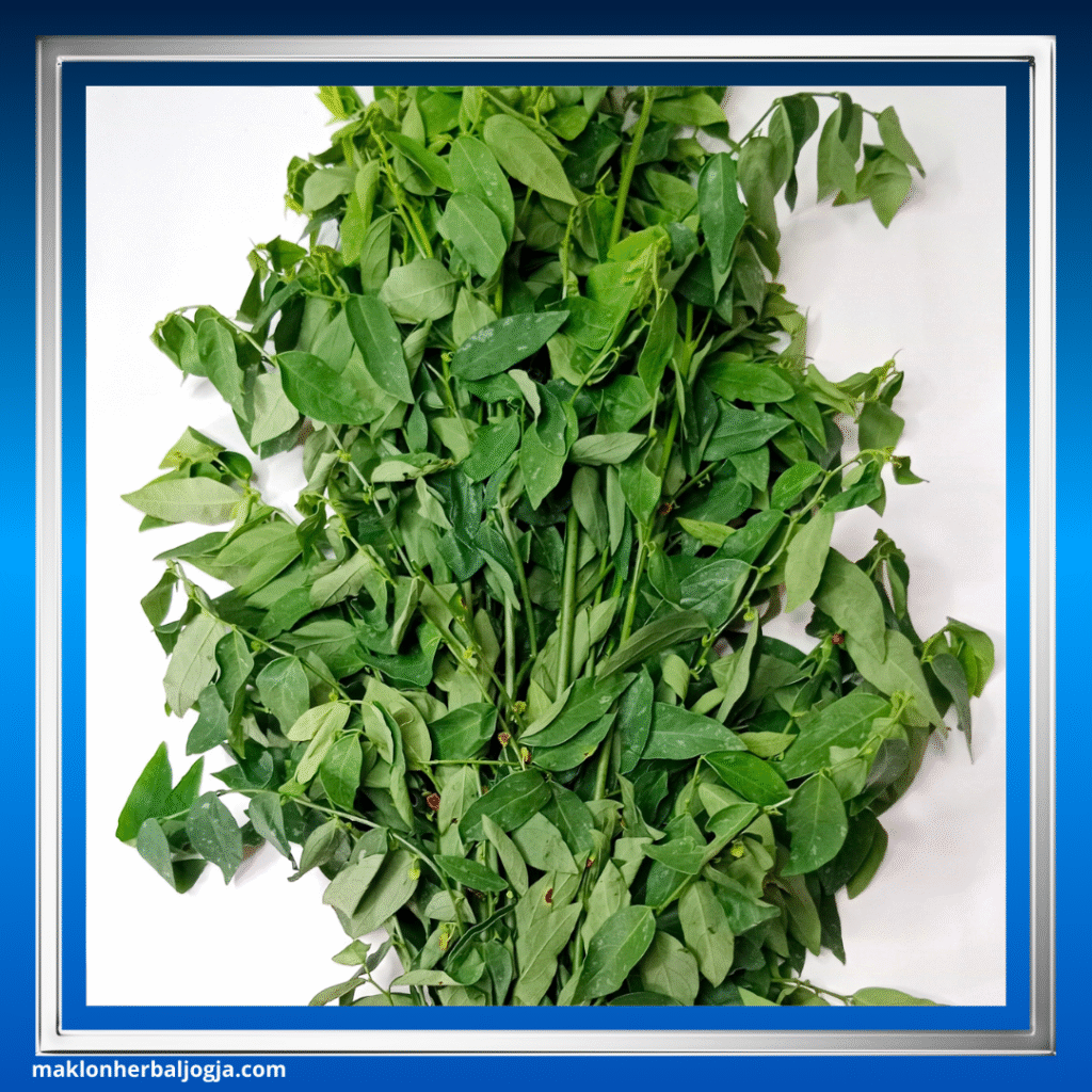 Herbal Penambah Nafsu Makan