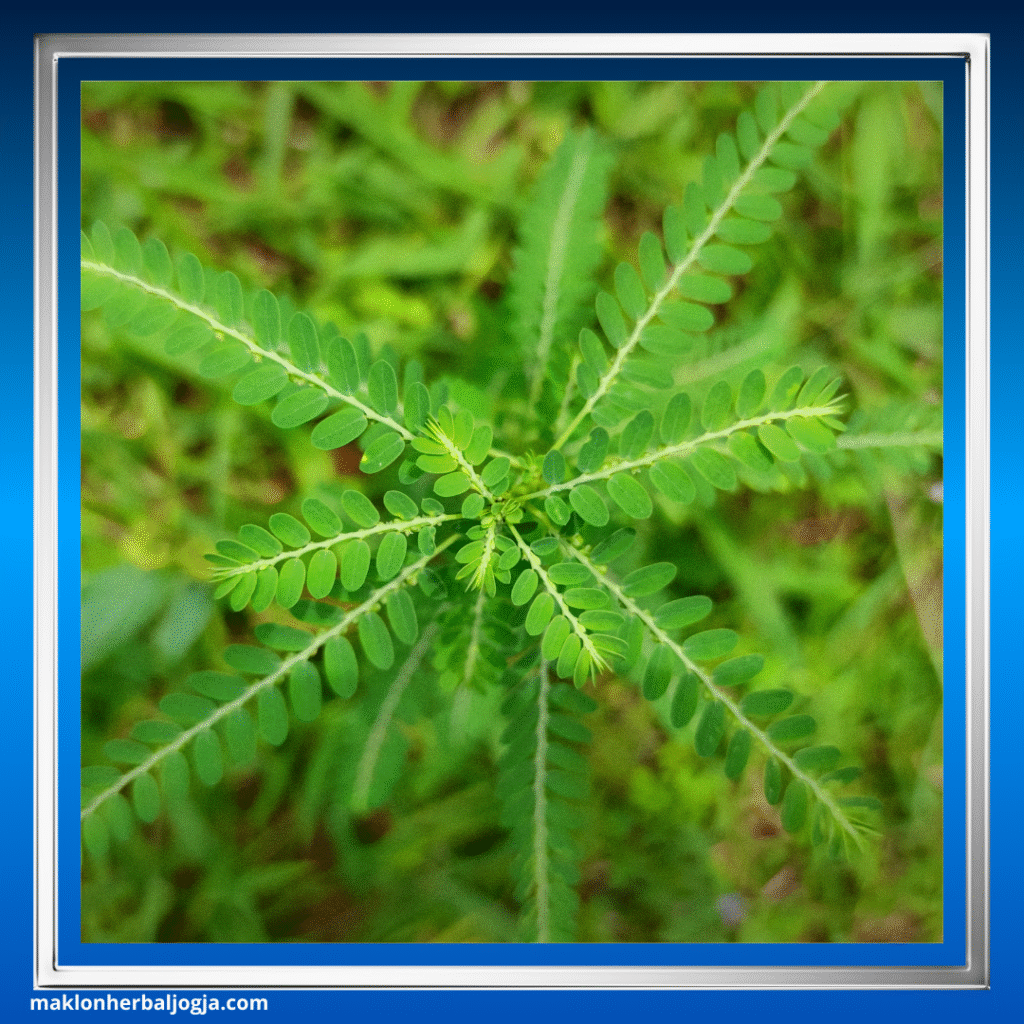 Herbal Penambah Nafsu Makan