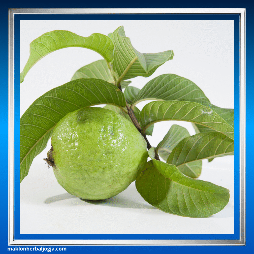 Herbal Melancarkan BAB