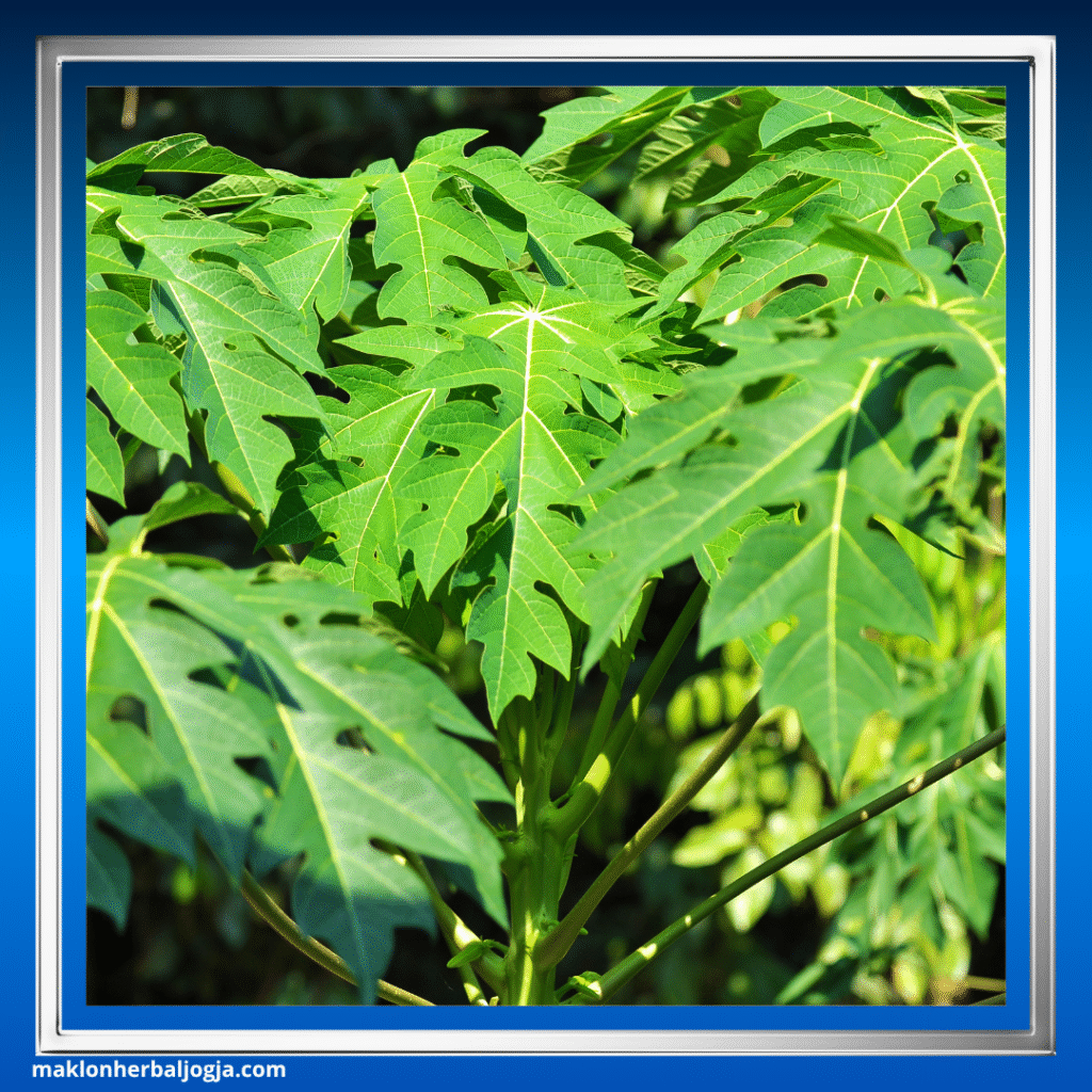 Herbal Melancarkan BAB