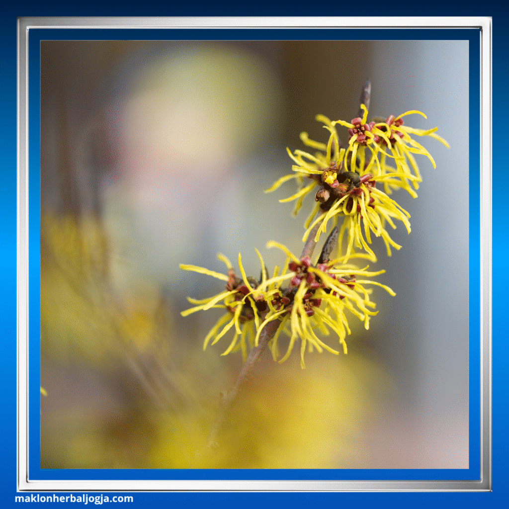 Herbal Meredakan Varises