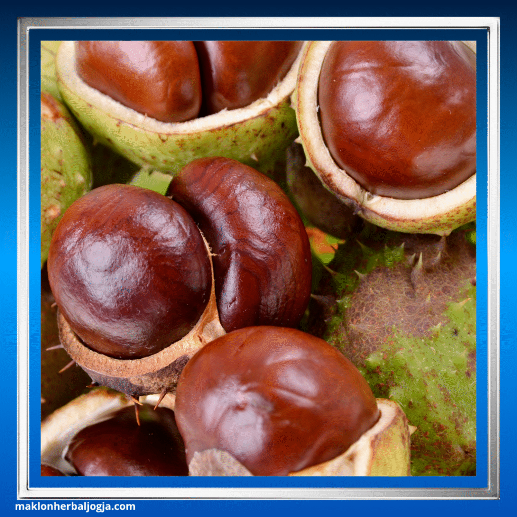 Herbal Meredakan Varises