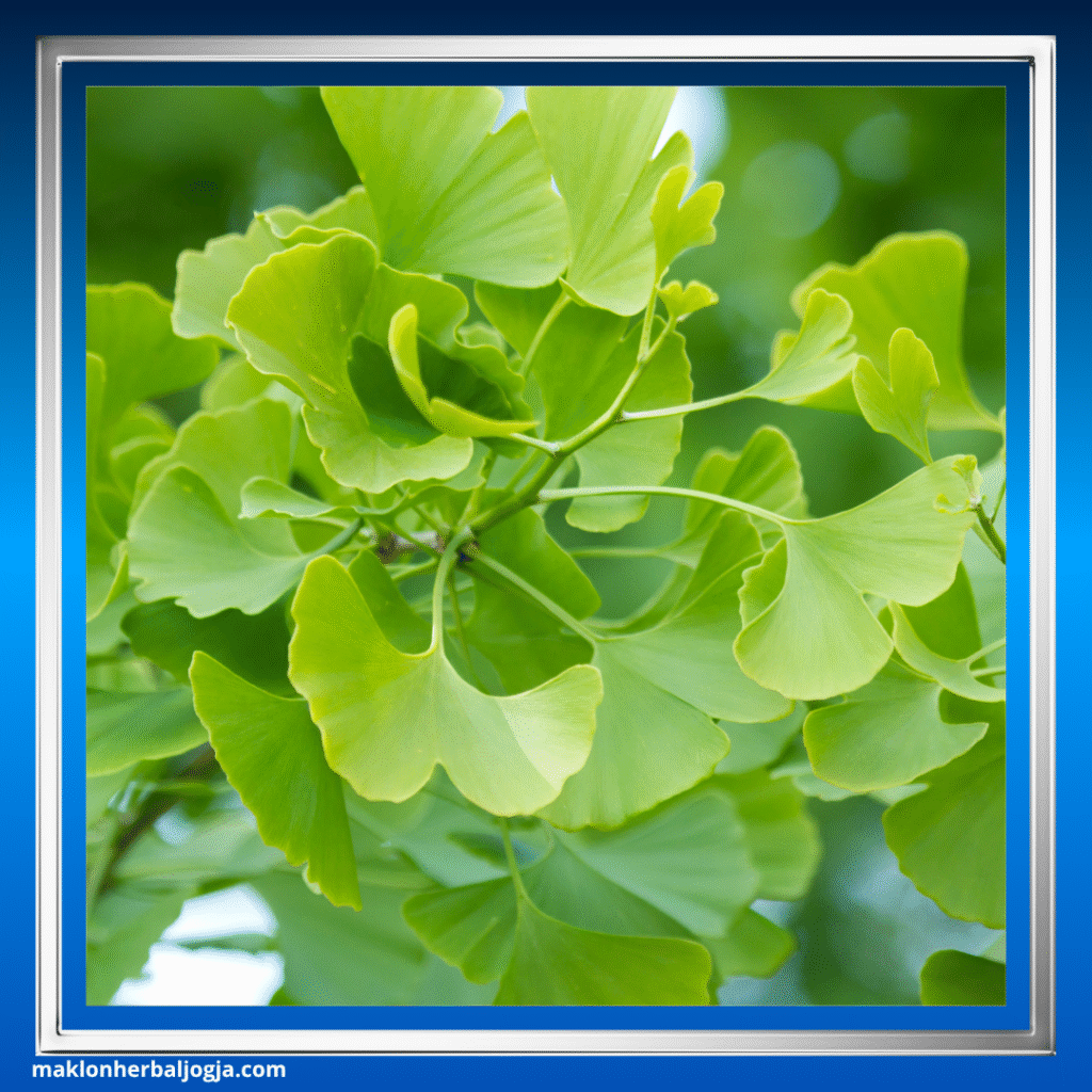 Herbal Meredakan Varises