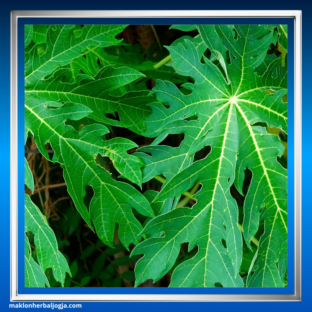 Herbal Meningkatkan Trombosit