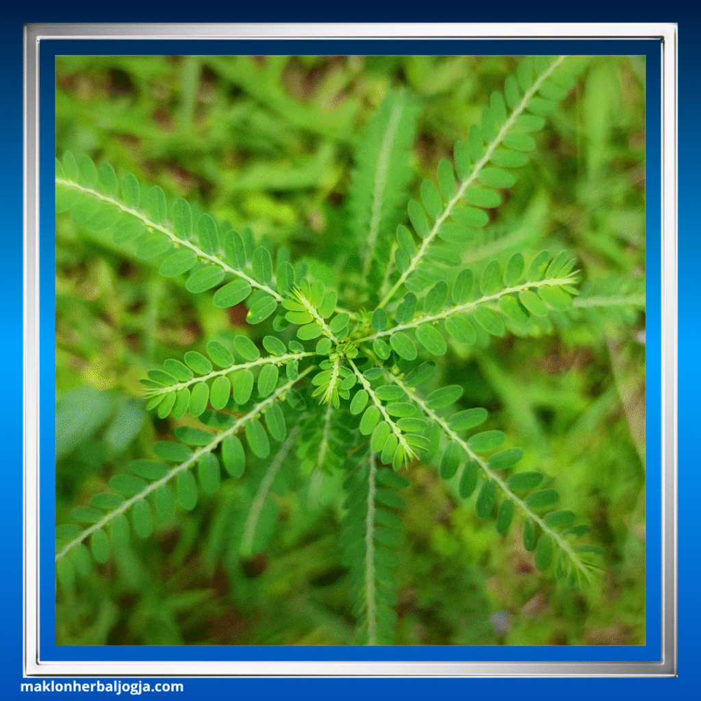 Herbal Meningkatkan Trombosit