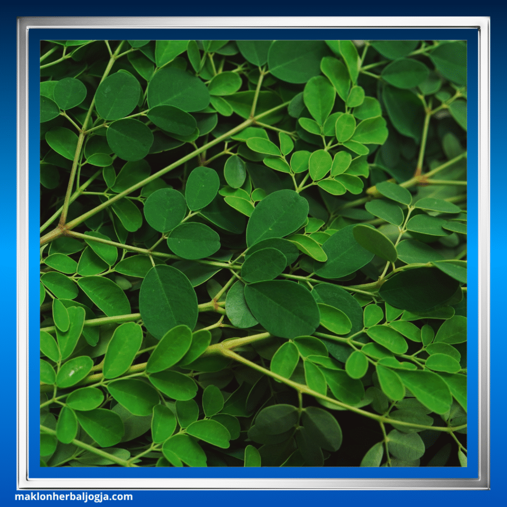 Herbal Meningkatkan Trombosit